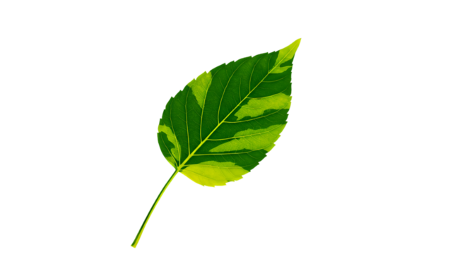 Isolated Leaf Illustration On A Transparent Background Showing Green And Yellow Color - Powered by Adobe