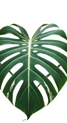 Isolated Green Monstera Leaf Detailed Illustration on Black Background