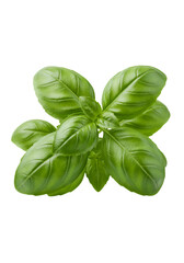 Isolated Realistic Basil Plant With Vibrant Green Leaves On Black Background