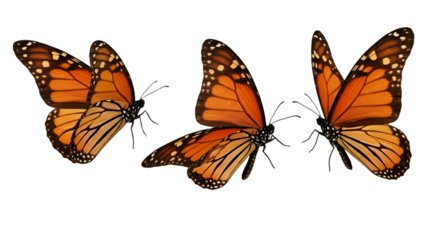 Isolated Monarch Butterflies Illustration With Orange Wings On Black Background