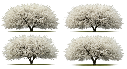Isolated Illustration Of White Blossom Trees On Transparent Background