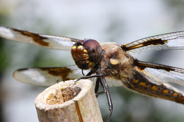 Blue Dragonfly Eyes 04