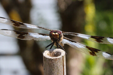 Blue Dragonfly Head 01
