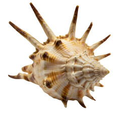 Isolated Photo of Spiky Sea Shell with Brown and White Detail Background