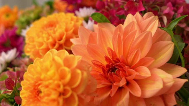 Selective focus Bush of autumnal orange red chrysanthemums and violet dahlia hydrangea. Fall garden beautiful flowers bouquet background. Blooming blossom thanksgiving day arrangement basket at the