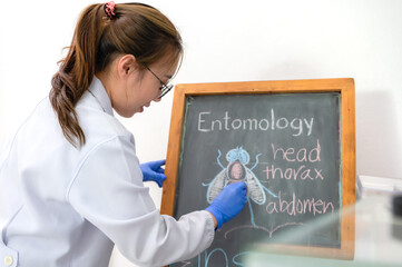 Asian female  entomologist drawing fly anatomy at blackboard in entomology classroom