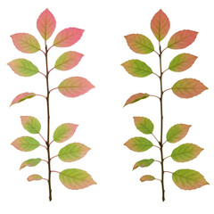 Isolated Leaves Illustration With Red And Green Colors On Transparent Background