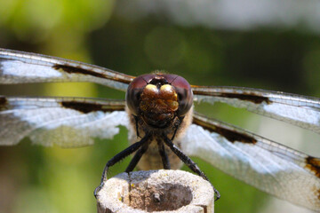Blue Dragonfly Head 05