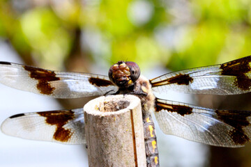 Dragonfly Peering 01