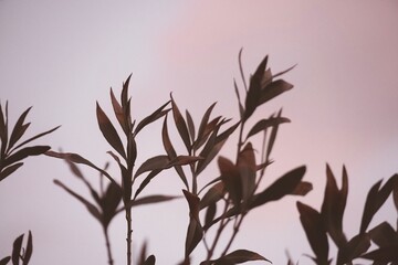 Leaf Silhouettes Against Warm Pink Sunset Sky.