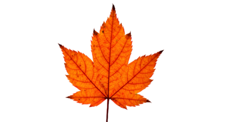 Isolated Orange Leaf Illustration On Black Background With Transparent Veins