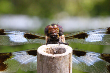 Dragonfly Peering 02