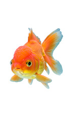 Isolated Orange Goldfish Portrait Photo Showing Aquatic Animal with Transparent Background