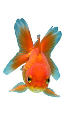 Isolated Orange Goldfish Photo With Transparent Background Illustrative Image