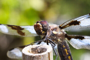 Dragonfly Closeup 02