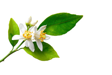Naklejka premium Orange blossom branch delicate white flowers green leaves black background botanical beauty nature floral spring fragrance