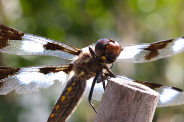 Dragonfly Closeup 03