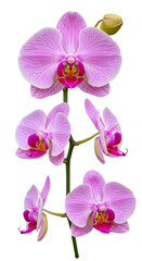 Fototapeta premium Isolated Pink Orchid Photo Against Transparent Background Blossoms