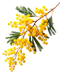 Fototapeta premium Mimosa branch bright yellow flowers spring bloom nature botany floral