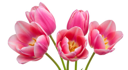 Fototapeta premium Isolated Pink Tulip Illustration With Transparent Background