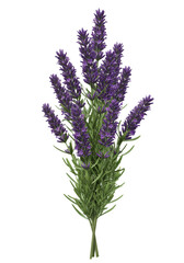 Naklejka premium Isolated Lavender Floral Illustration With Purple Flowers and Green Stems