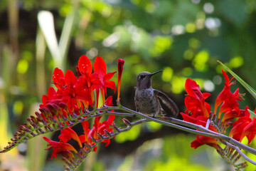 Hummingbird in Crocosmia 03