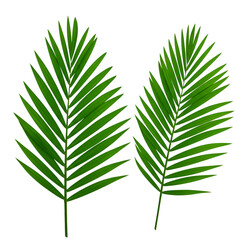 Isolated PNG Green Palm Leaves On Transparent Background Illustration