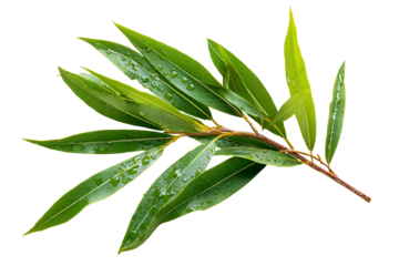 Dewy green willow branch leaves nature freshness plant