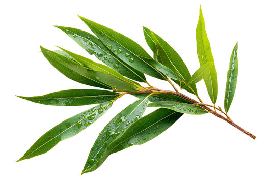 Dewy green willow branch leaves nature freshness plant - Powered by Adobe