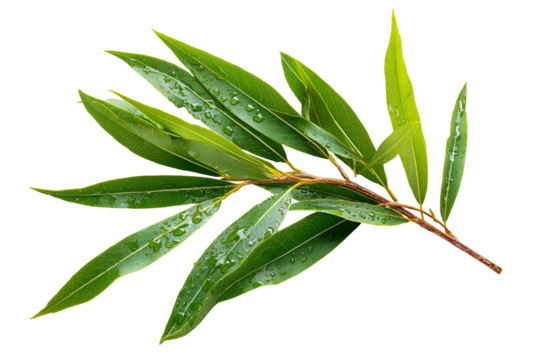 Dewy green willow branch leaves nature freshness plant