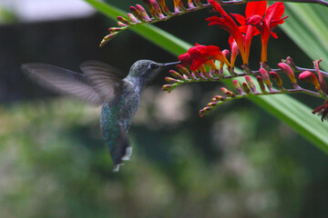 Hummingbird in Crocosmia 04