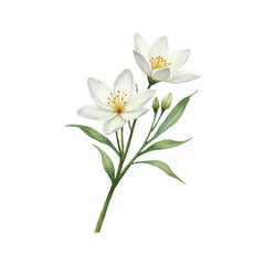 watercolor jasmine flower isolated