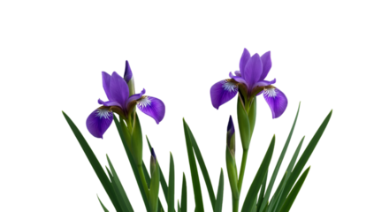 Isolated Purple Iris Blossoms Illustration On Transparent Background