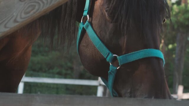 Close-up of an adult brown purebred horse in an enclosure behind a wooden fence, horse breeding and care, horse riding training concept