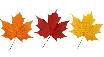 Fototapeta premium Three Colorful Maple Leaves Isolated on White Background Symbolizing Autumn