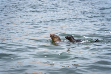 Two sea lions, mother and pup, swim side by side in the calm waters off the Ballestas Islands, Peru. Marine mammals in the Pacific Ocean.