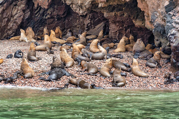 A large colony of sea lions a rocky beach at the Ballestas Islands in Peru