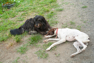 Two dogs — one shaggy and one short-haired — are lying on the grass.