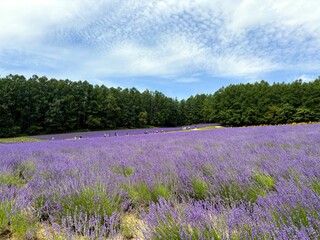 Naklejka premium Lavender Field in summer at Irodori Field, Farm Tomita, Furano, Hokkaido, Japan. A popular summer sight. The purple flowers create a contrast against the lush green trees and clear blue sky.