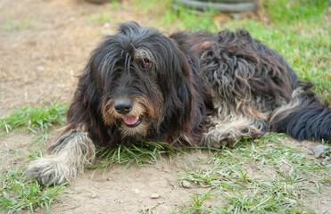A shaggy dog with fur covering its eyes. A close-up portrait.