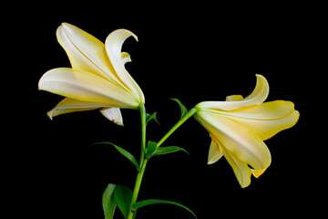Yellow Asian Lily Pair 04