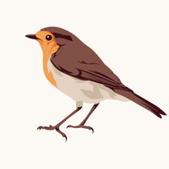 Illustration of a European Robin bird standing, featuring its distinctive orange breast and brown plumage against a plain background.