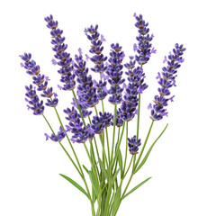 Fototapeta premium Fresh Lavender Stem Cutout for Floral and Herbal Design