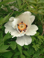 A close-up of a  white peony flower with a striking orange and purple center, surrounded by lush green leaves.  Ideal for botanical or garden themes.