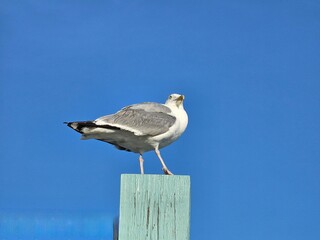 seagull on the beach