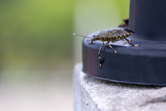 Close-up of a Yellow-Spotted Stink Bug (Erthesina fullo) on a blurred background. This striking insect, also called the Yellow Marmorated Stink Bug, is captured in detail.