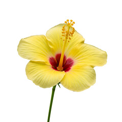 Isolated Yellow Hibiscus Bloom Photography On Transparent Background