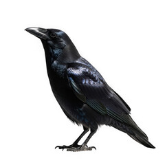 Fototapeta premium A detailed close up of a shiny black crow standing alertly isolated on transparent background