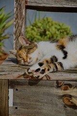 Gato durmiendo al sol