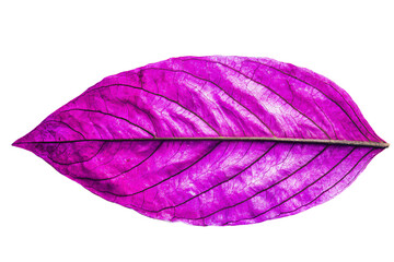 a purple leaf with a thin stem on a white background